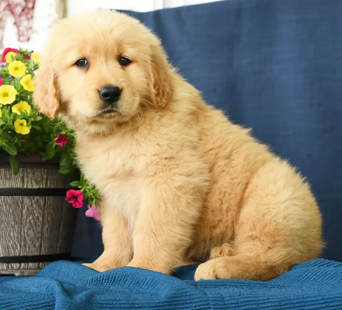 Puppy Name: Nicole