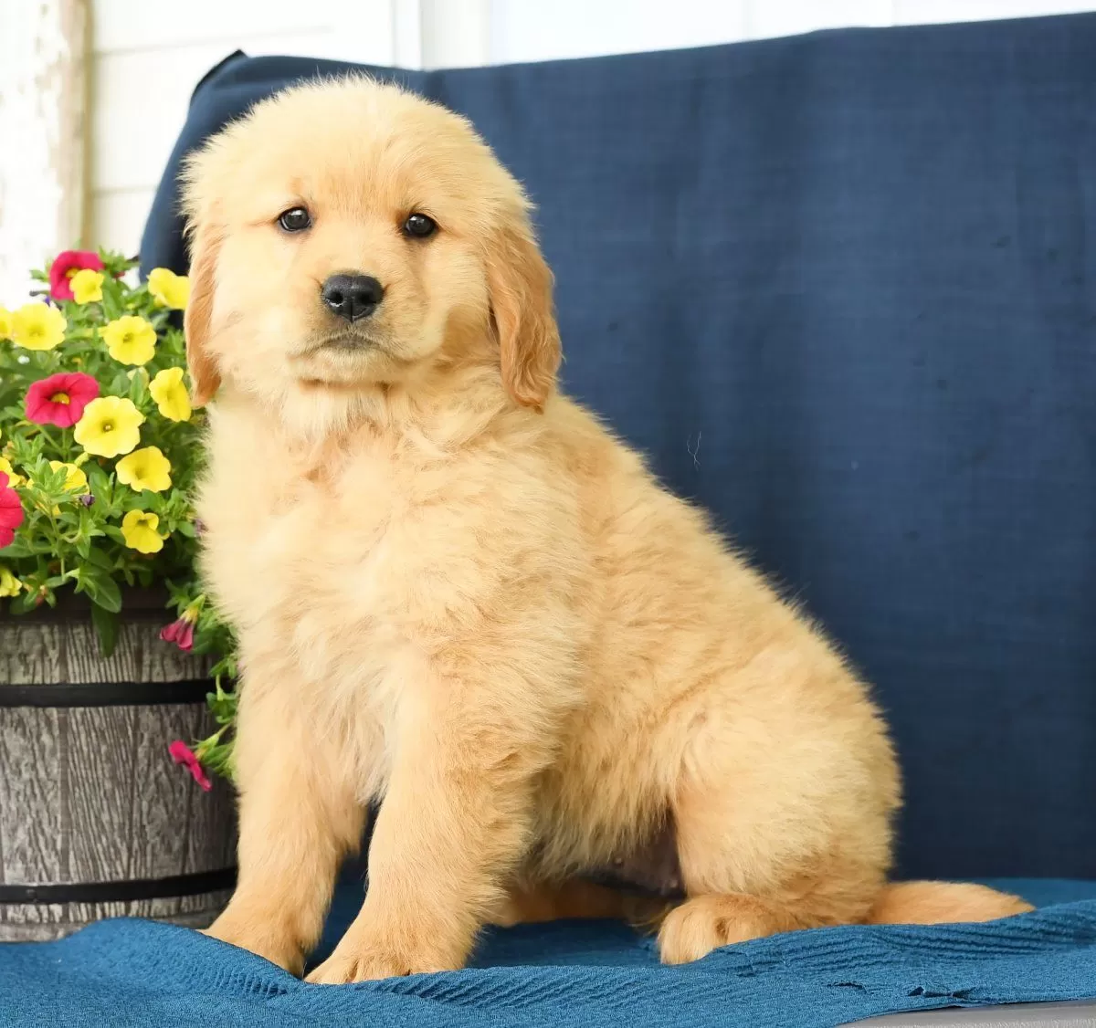 Puppy Name: Nicky
