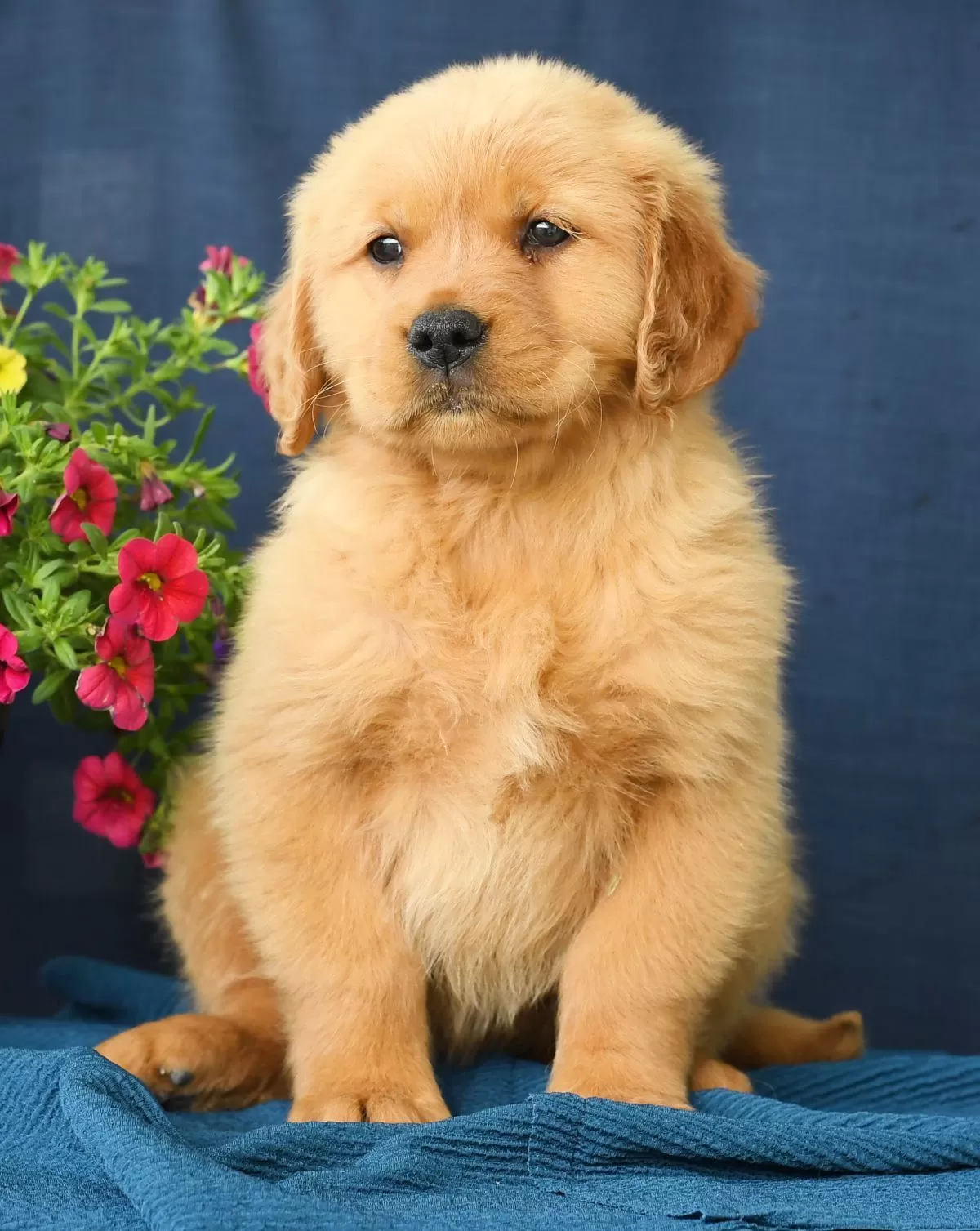 Puppy Name: Nora