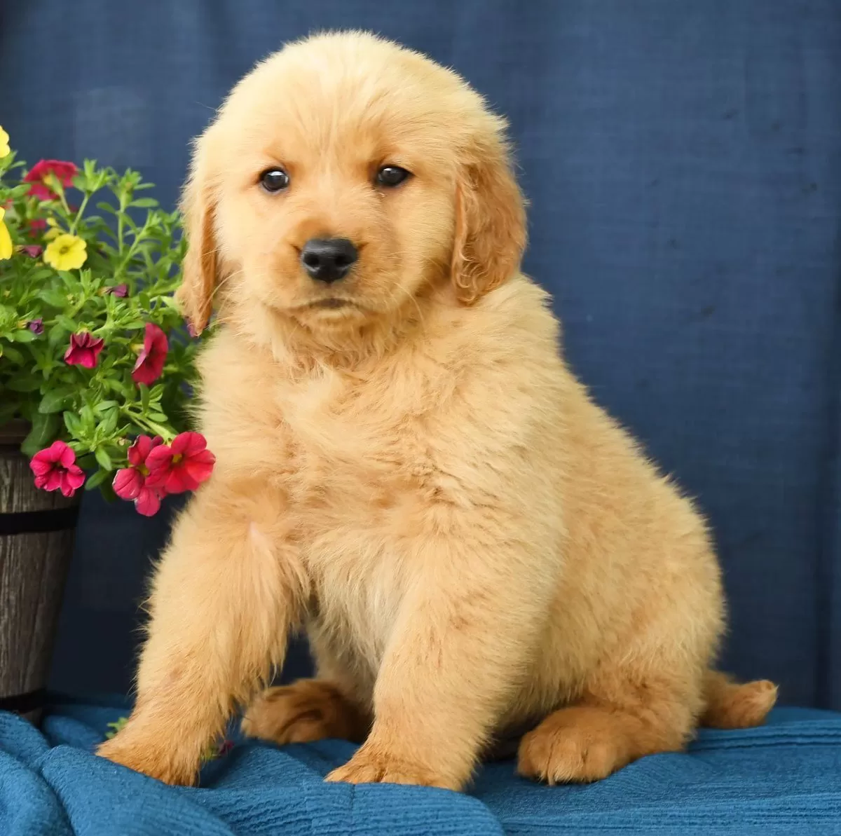 Puppy Name: Oliver