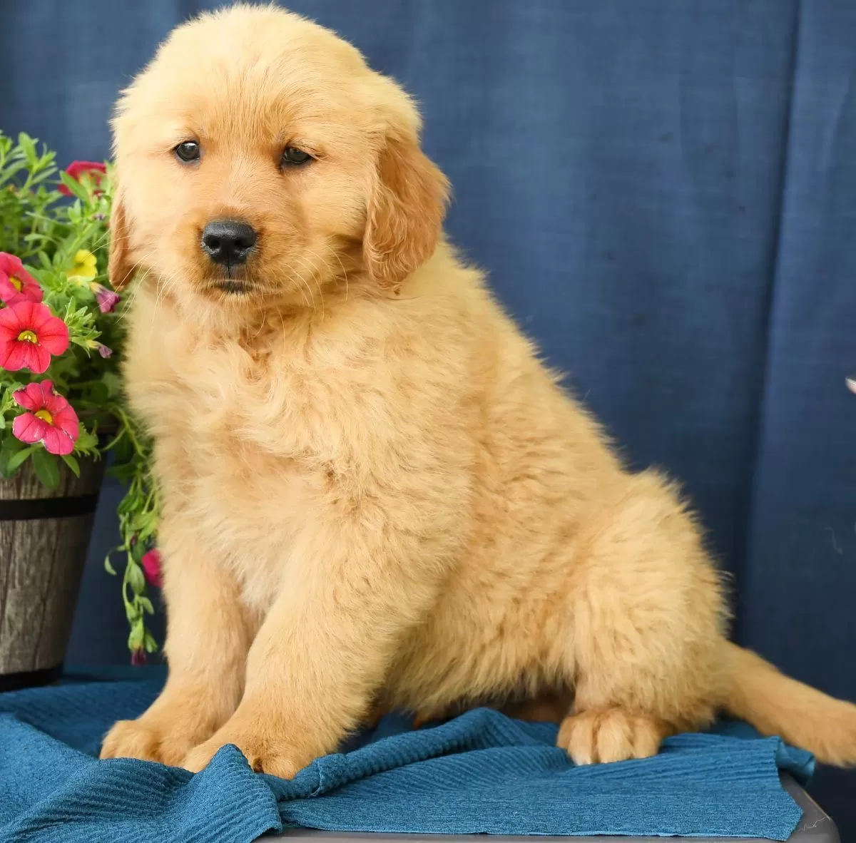 Puppy Name: Otis