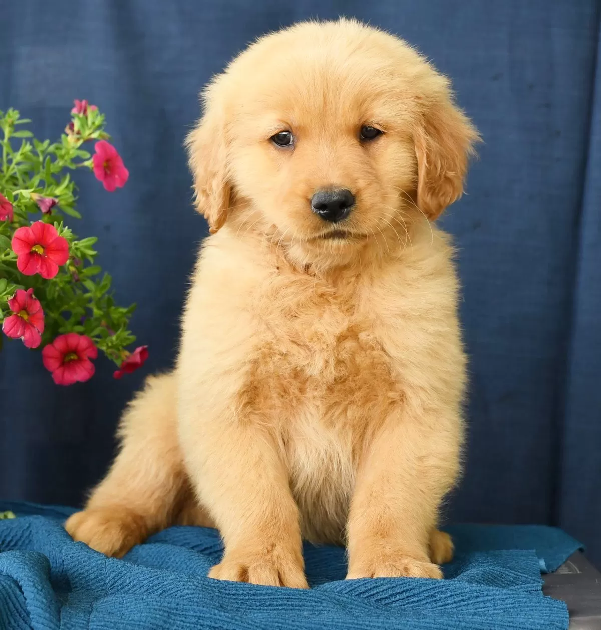 Puppy Name: Oscar