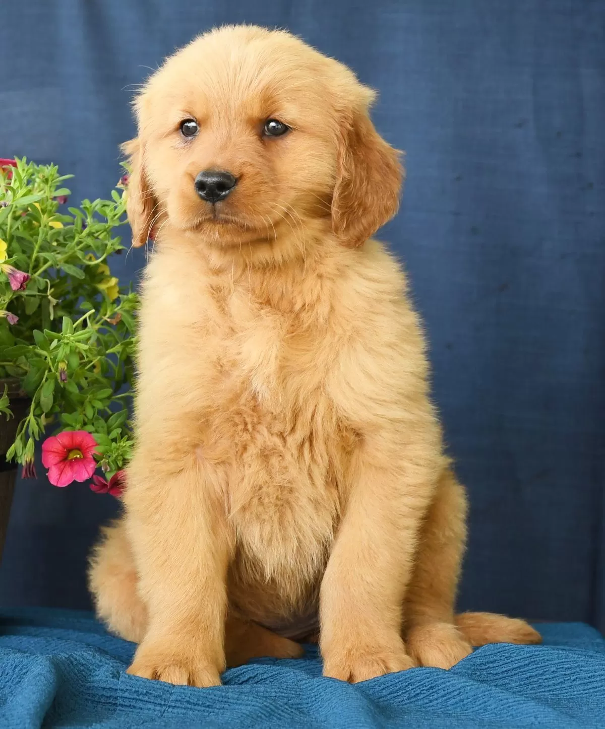 Puppy Name: Olivia
