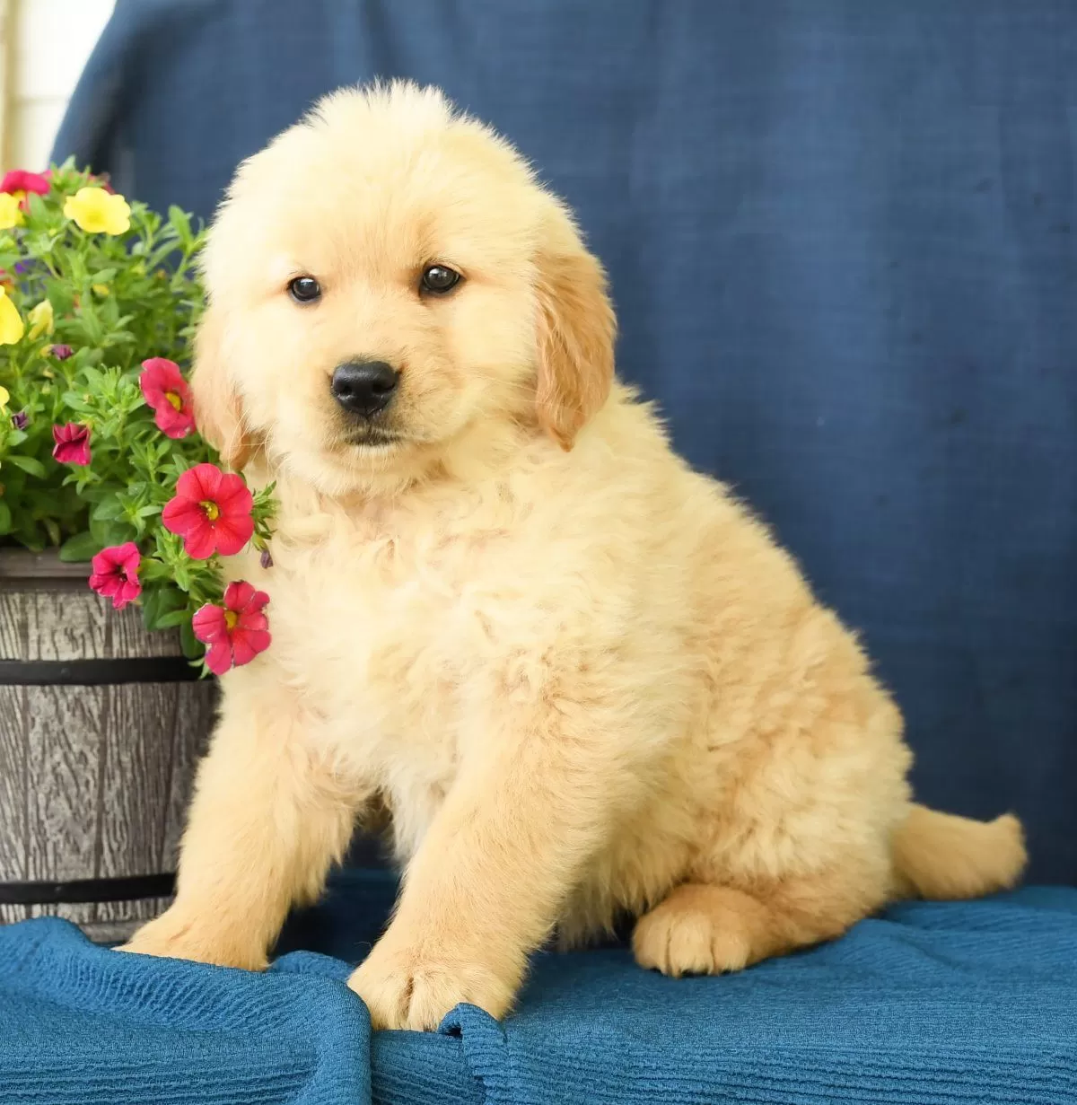 Puppy Name: Ollie