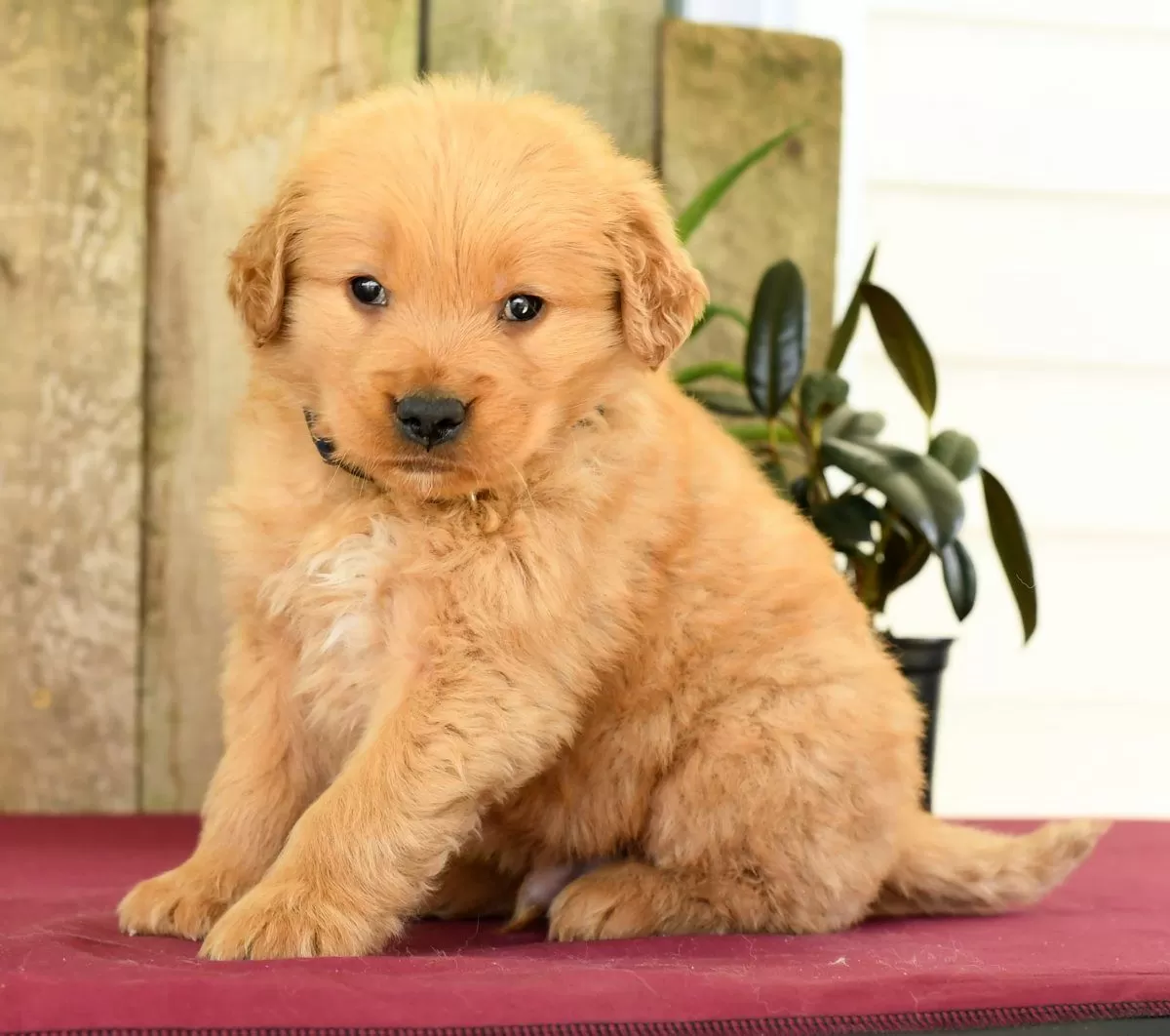 Puppy Name: Hudson