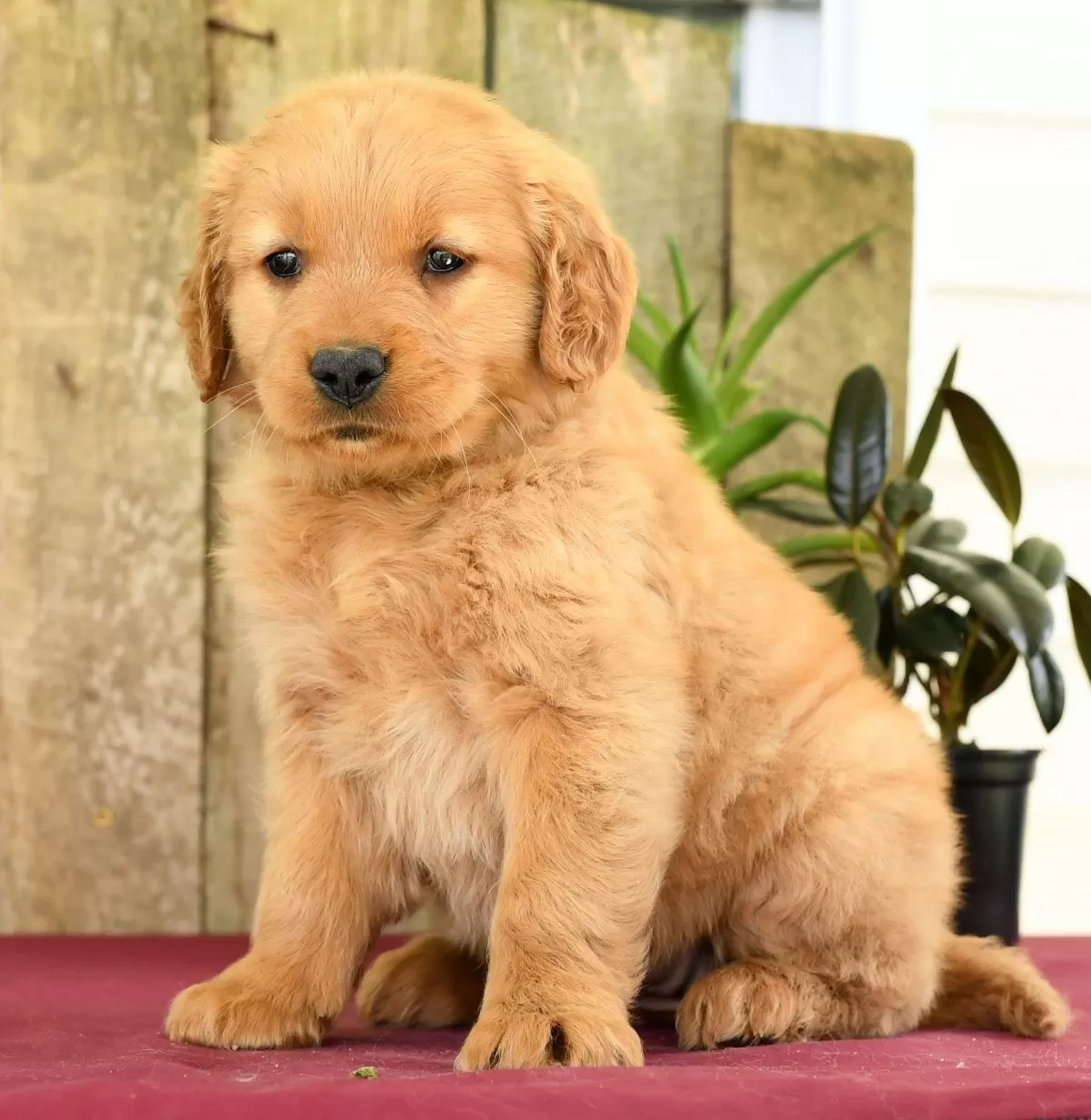 Puppy Name: Heidi