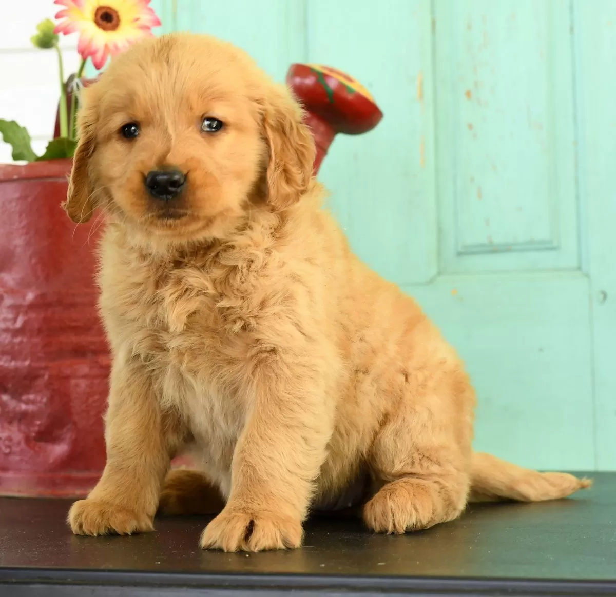 Puppy Name: Hailey