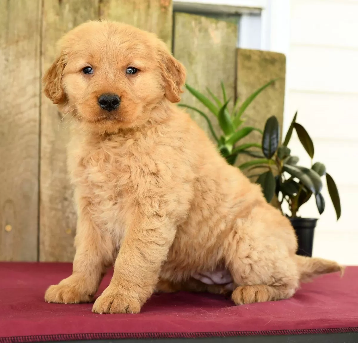 Puppy Name: Hazel