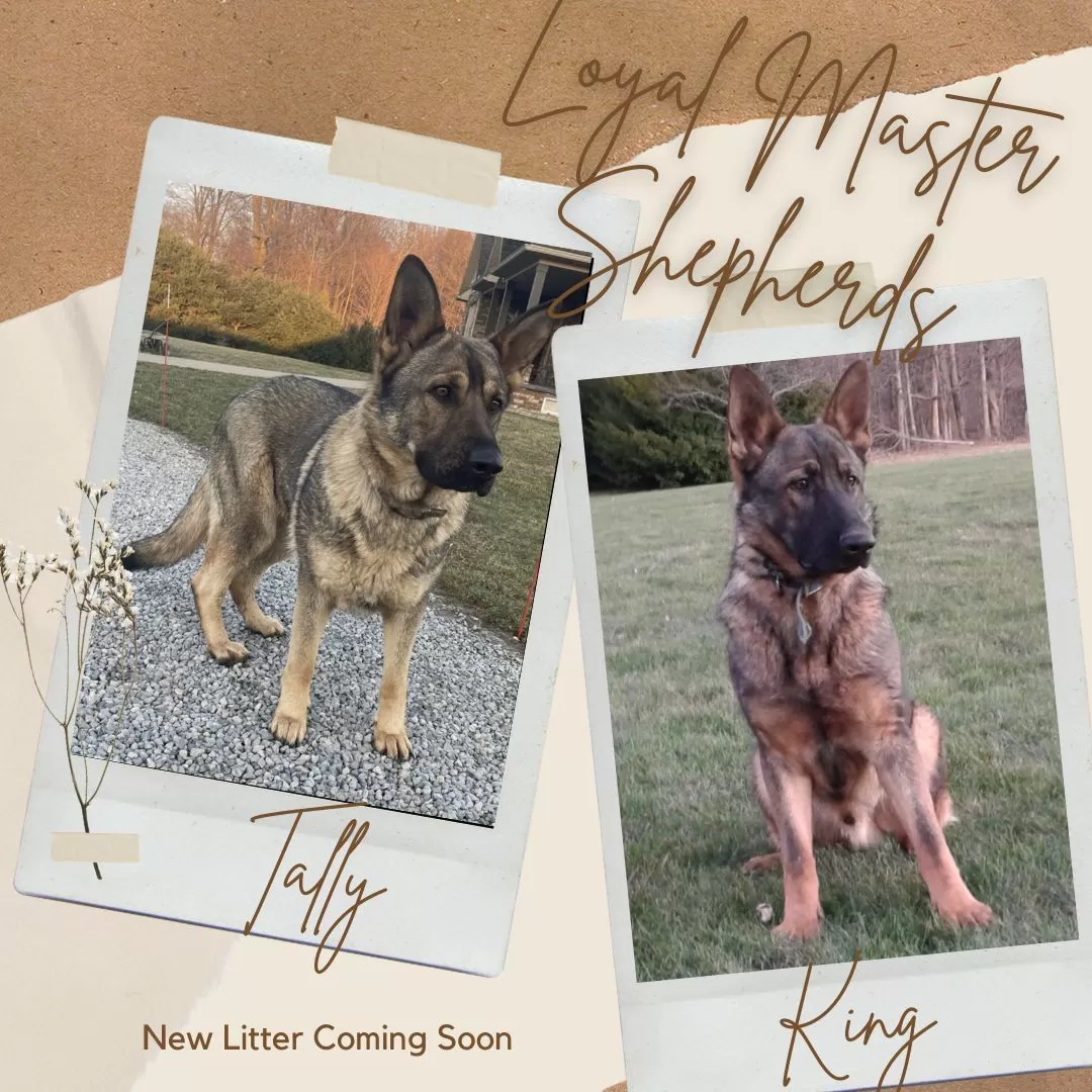 Puppy Name: German Shepherd coming soon