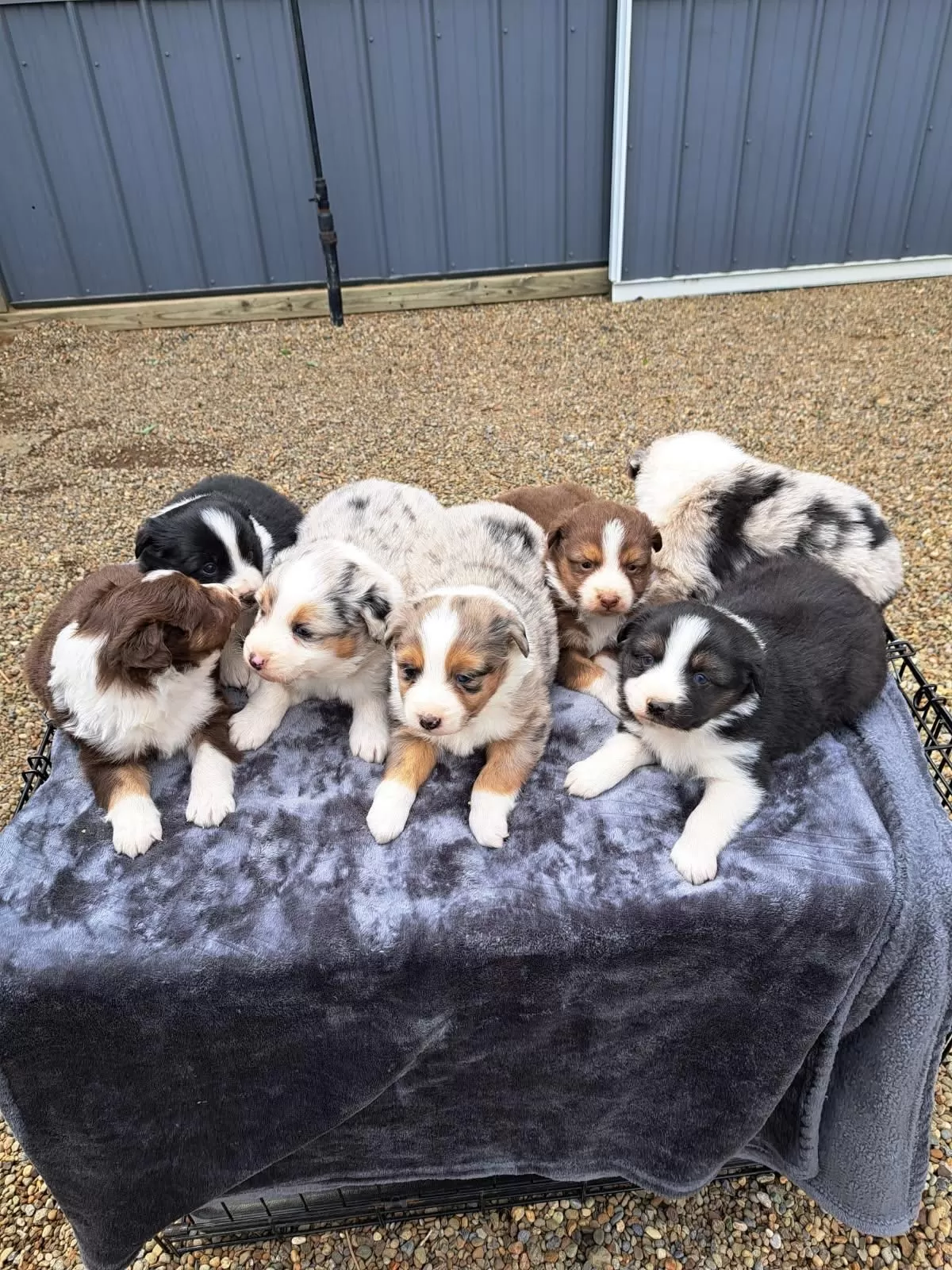 Puppy Name: Aussies coming soon