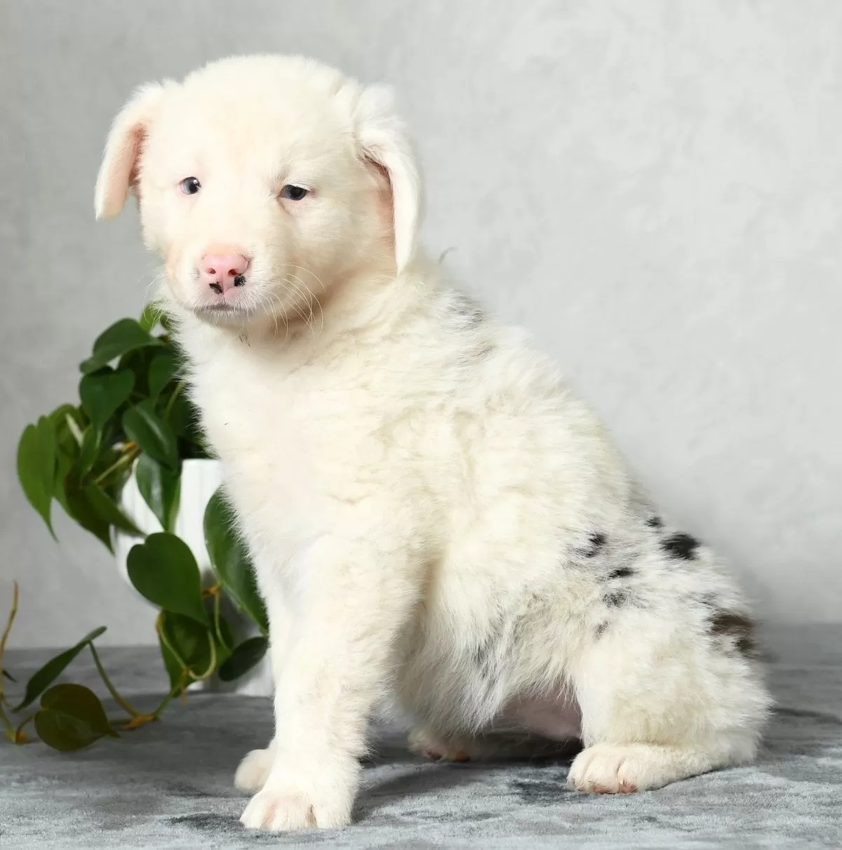 Puppy Name: Skye