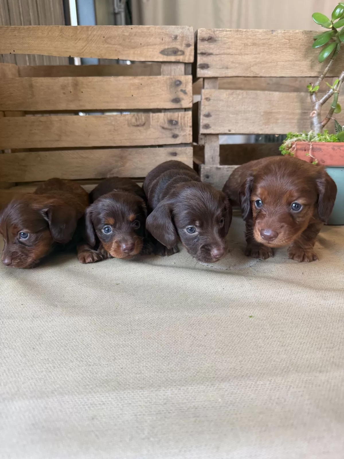 Mini Dachshund coming soon