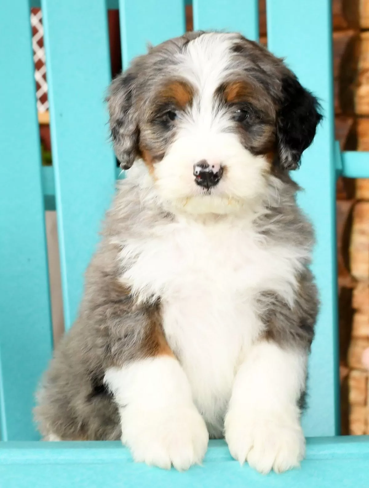 Puppy Name: Justin