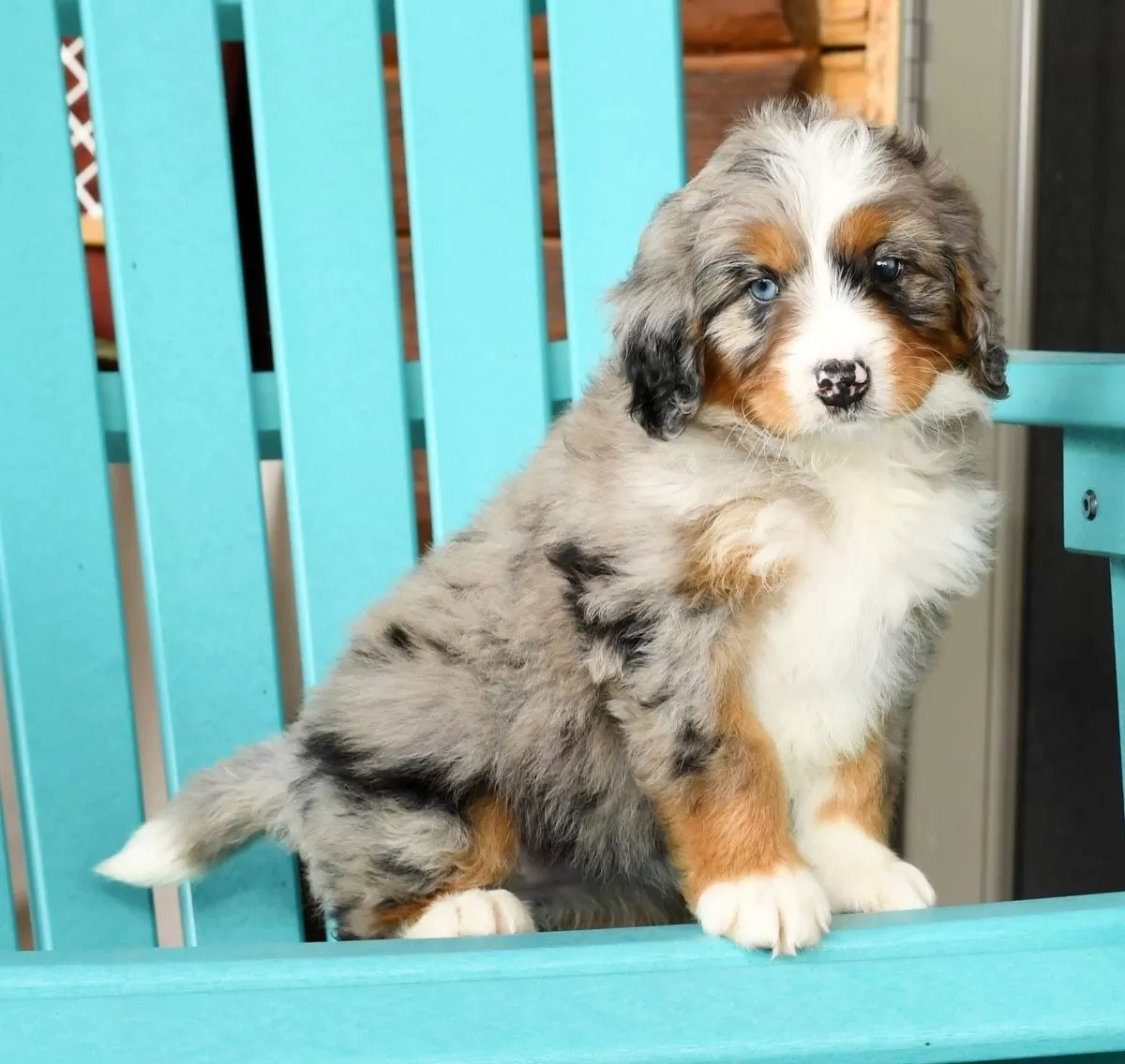 Puppy Name: Jody