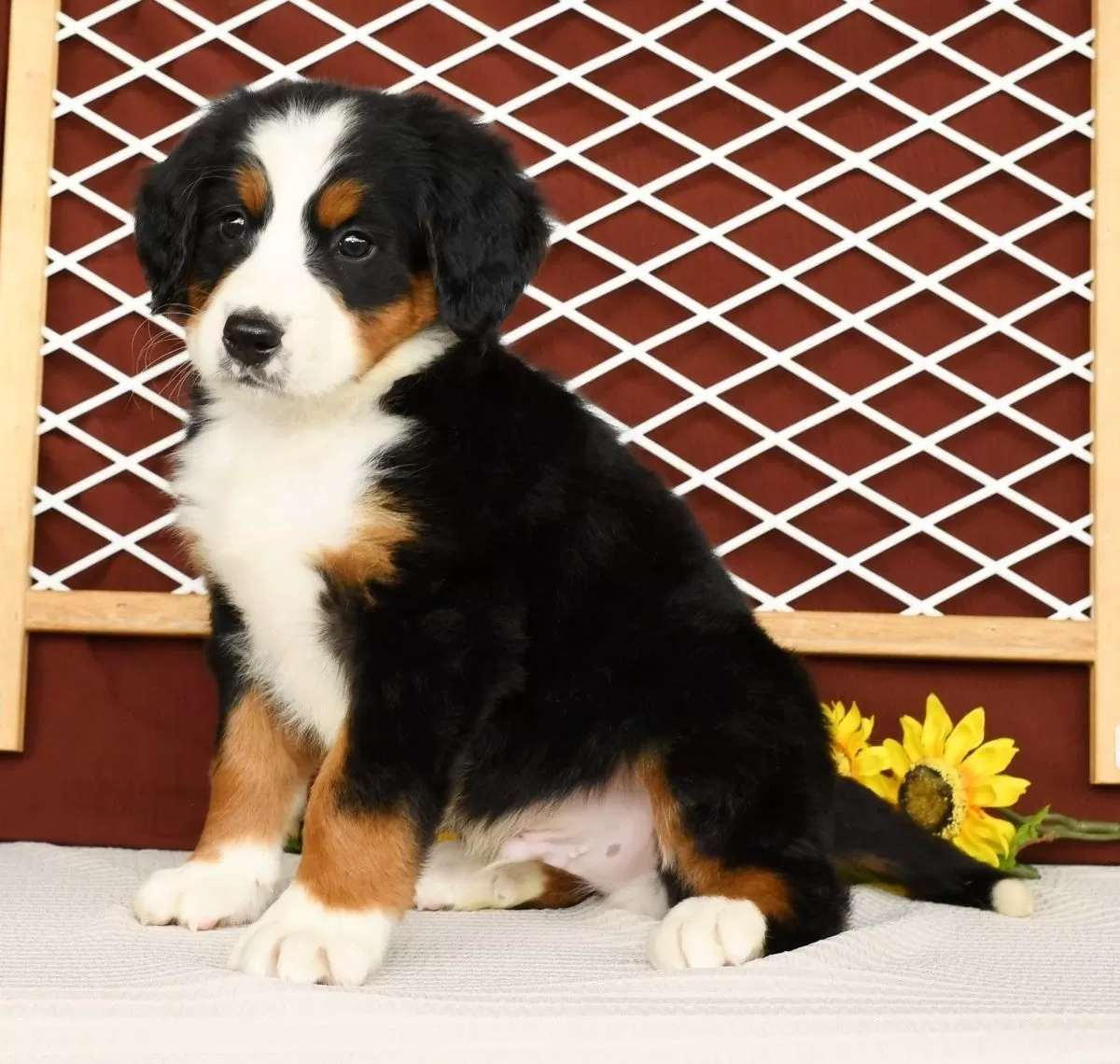 Puppy Name: Ranger