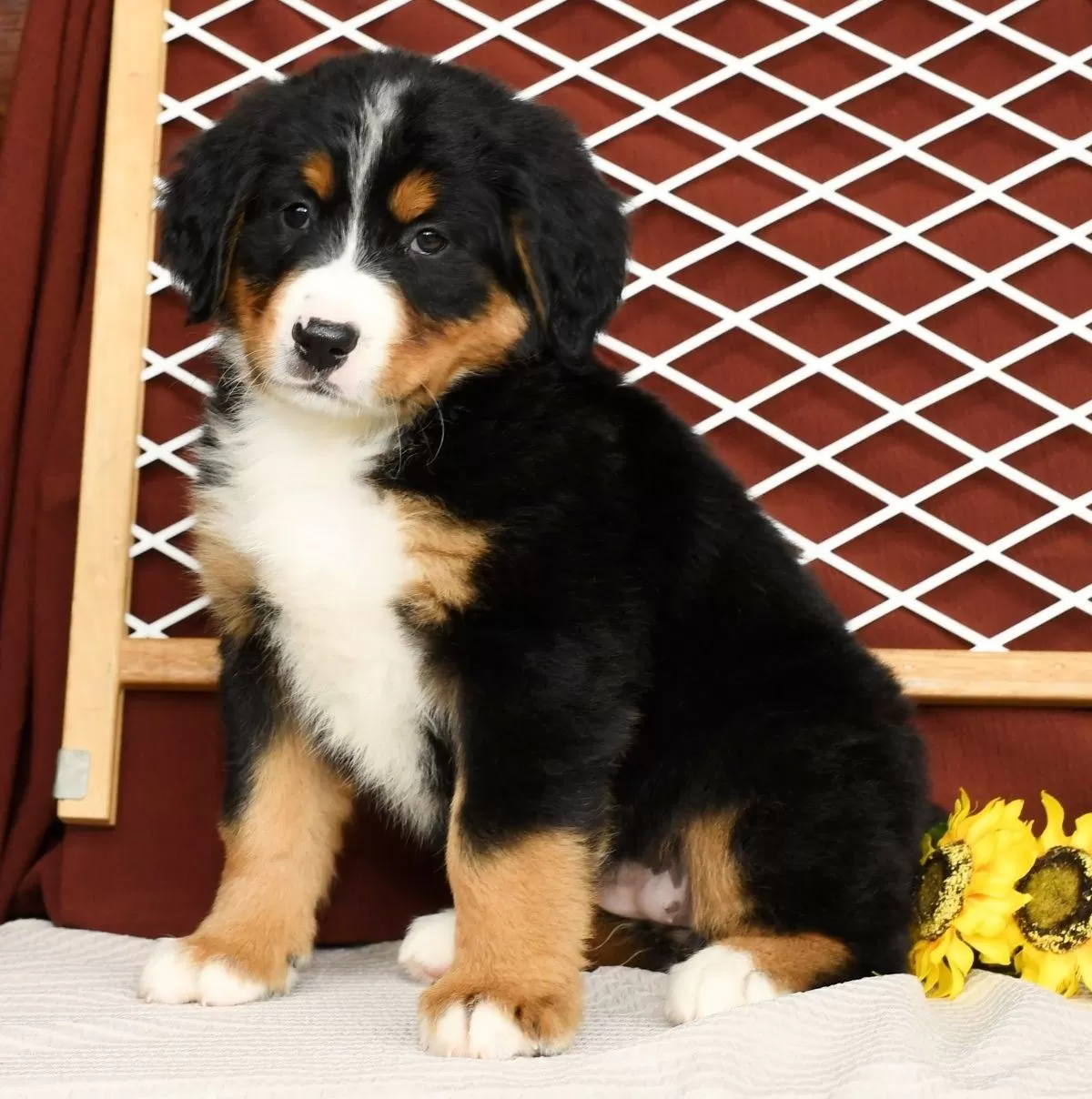 Puppy Name: Rita