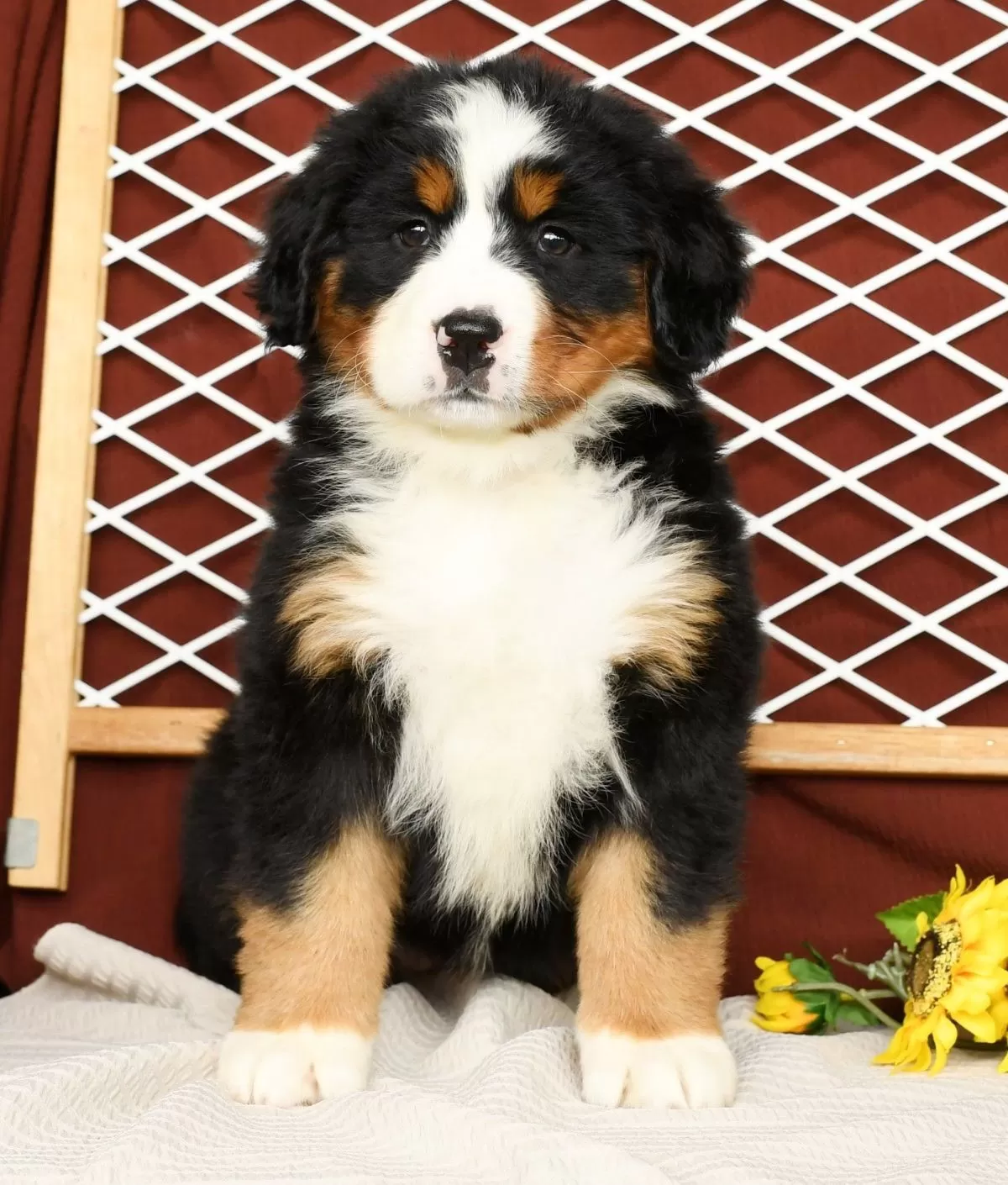 Puppy Name: Rhonda
