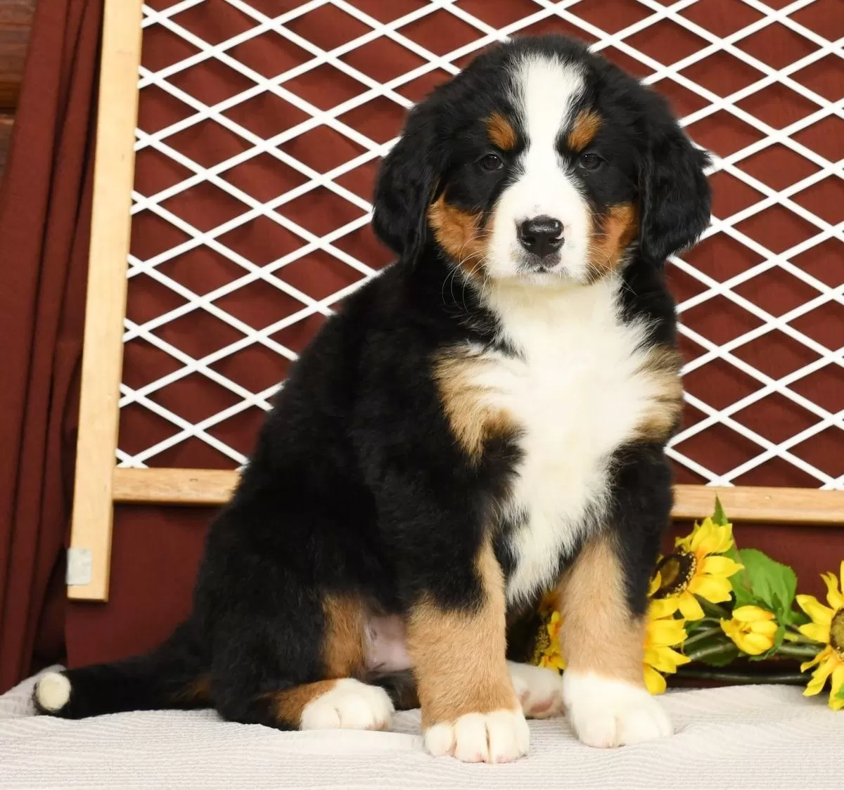 Puppy Name: Rose