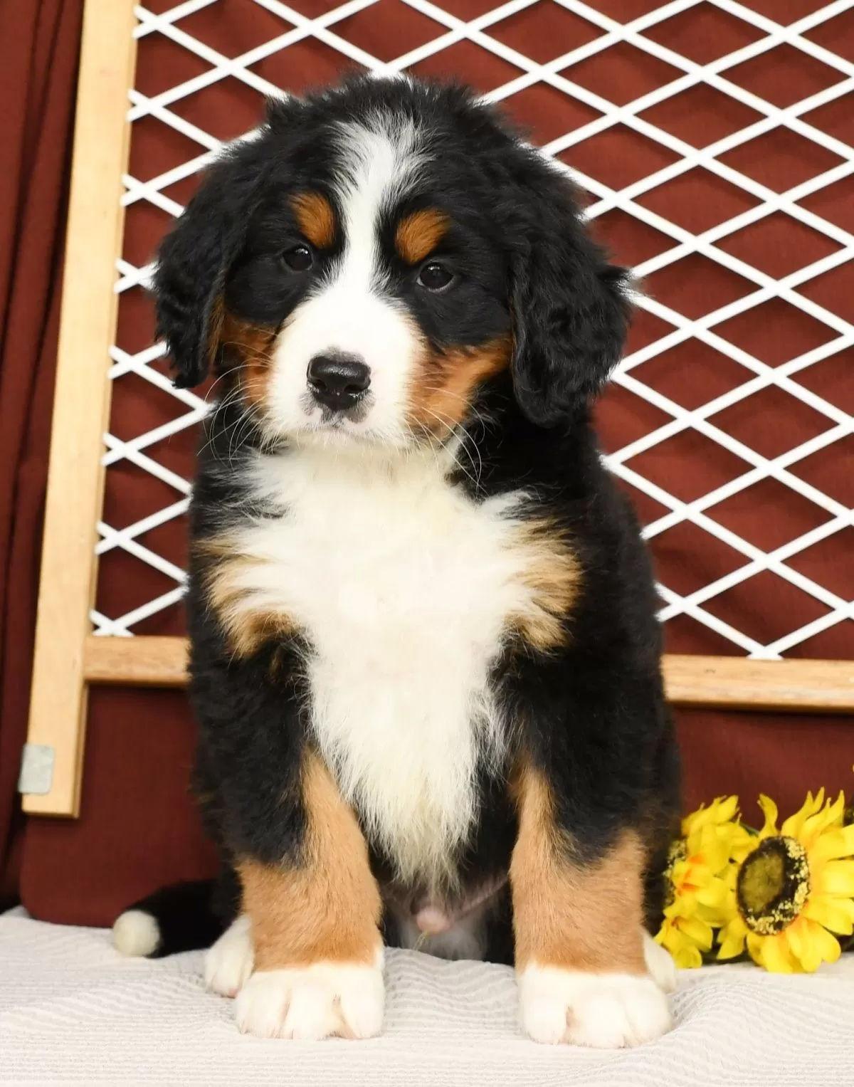 Puppy Name: Ronald