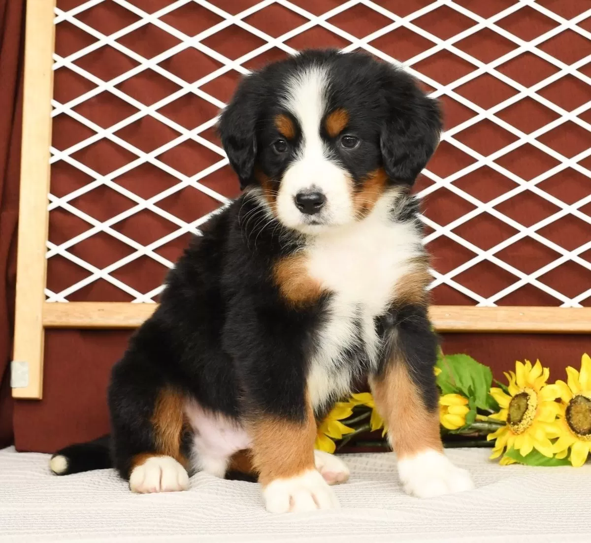 Puppy Name: Ryan