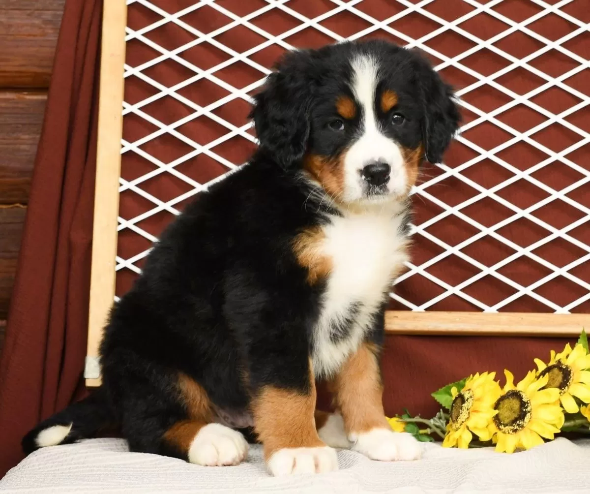 Puppy Name: Rusty