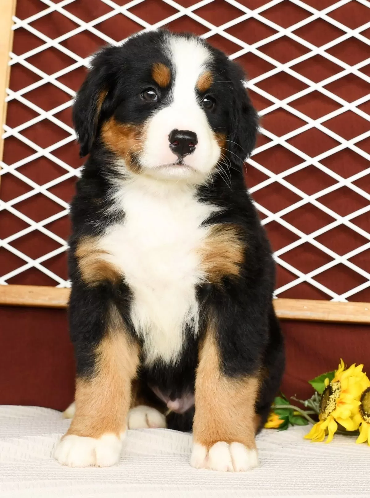 Puppy Name: Rover