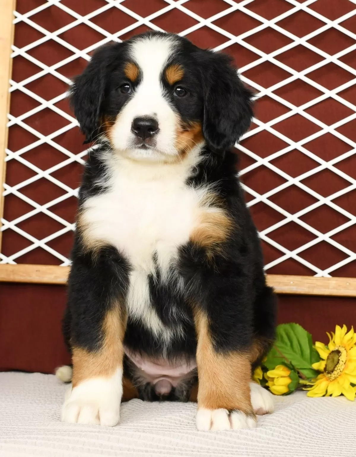 Puppy Name: Roxie