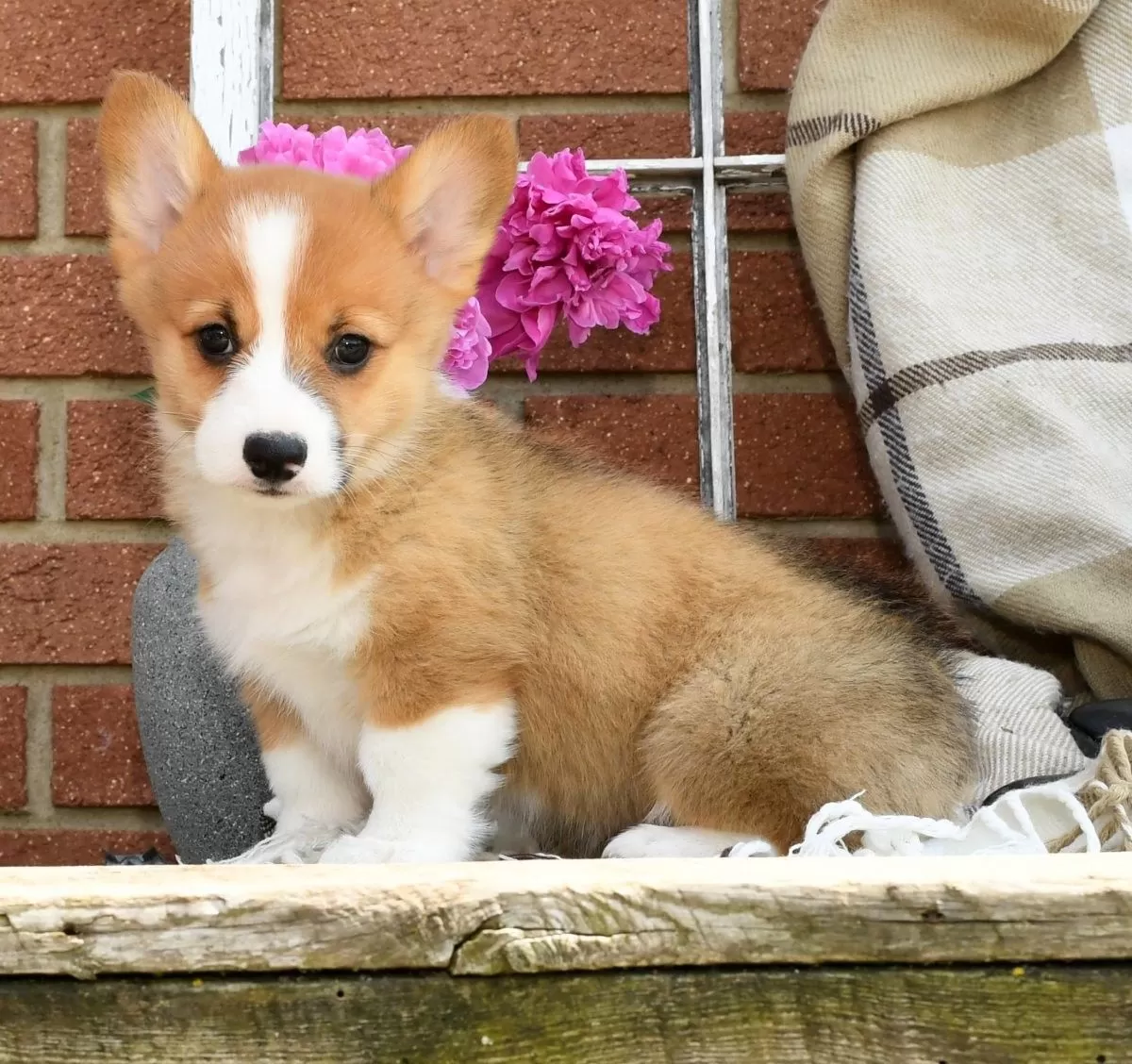 Roscoe