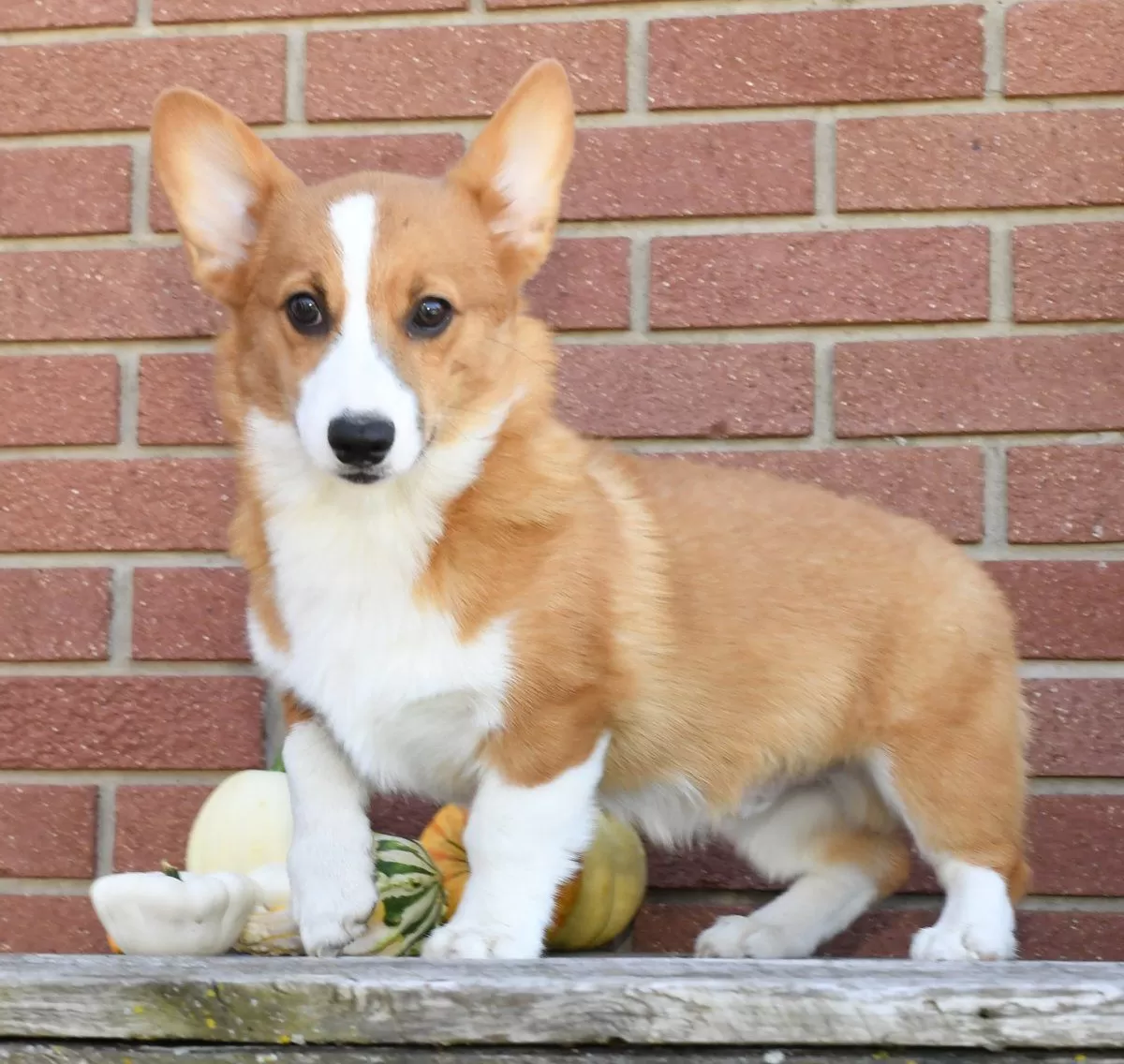 Puppy Name: Roscoe