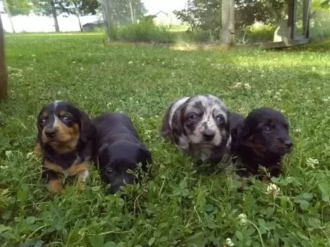 Mini Dachshund coming soon