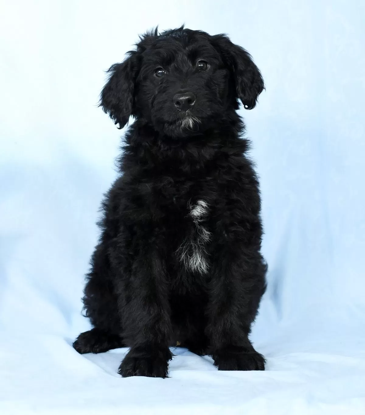 Puppy Name: Cindy