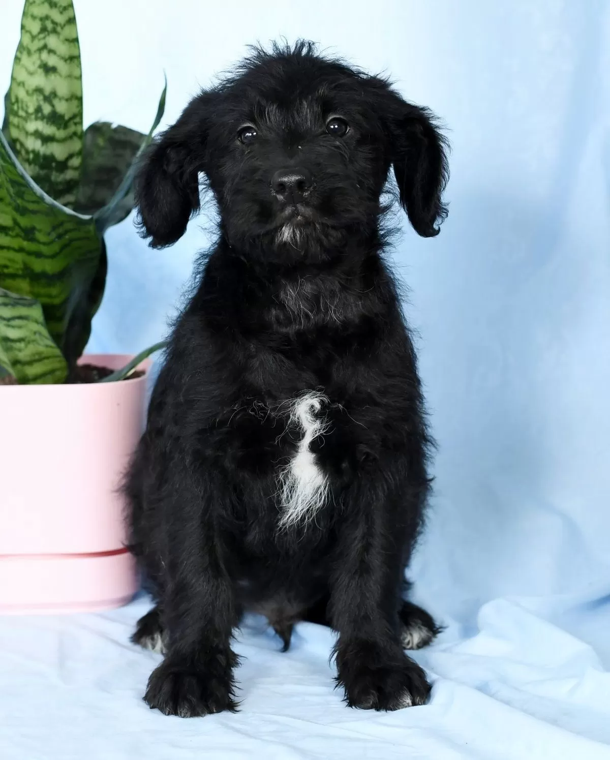 Puppy Name: Carson