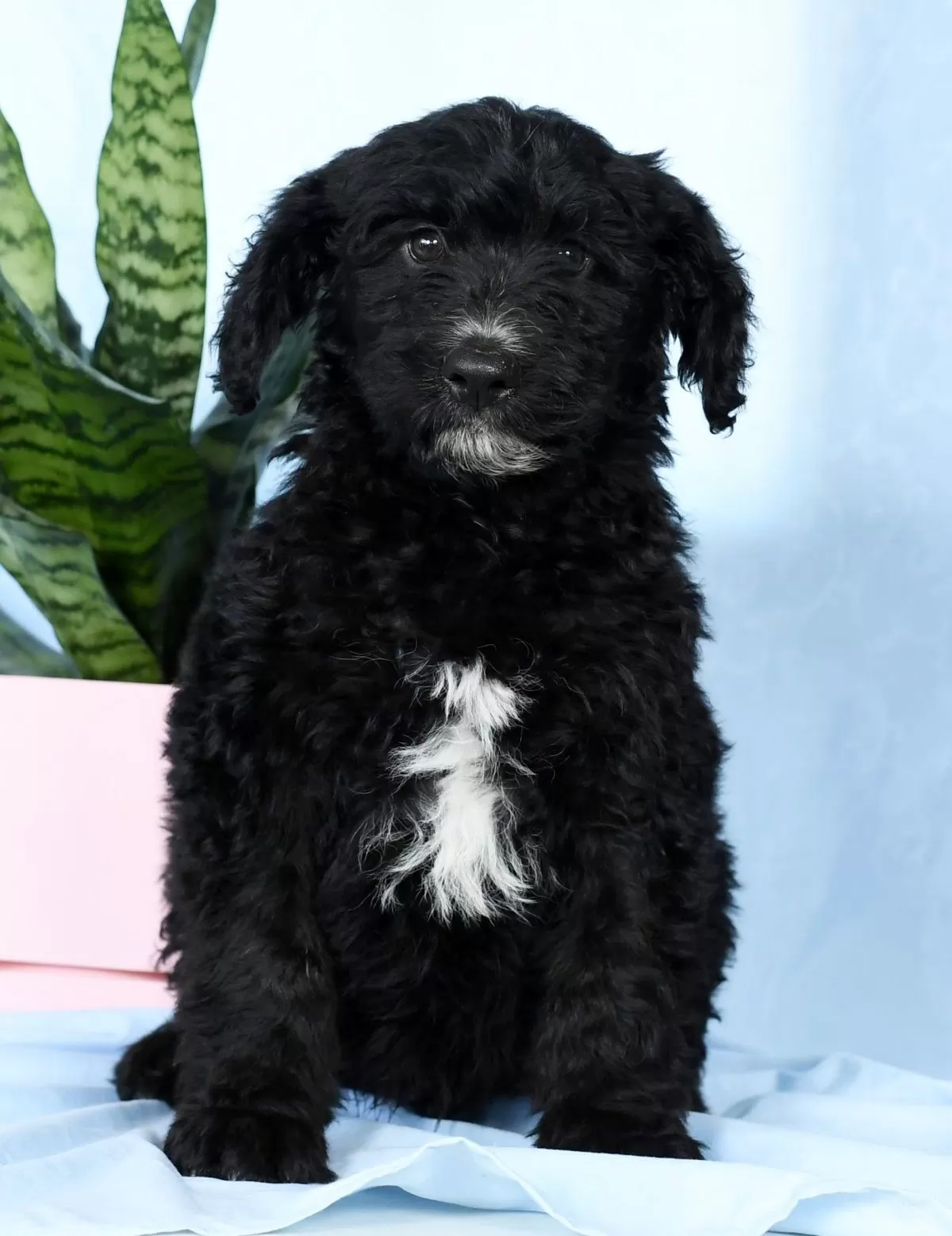 Puppy Name: Conrad