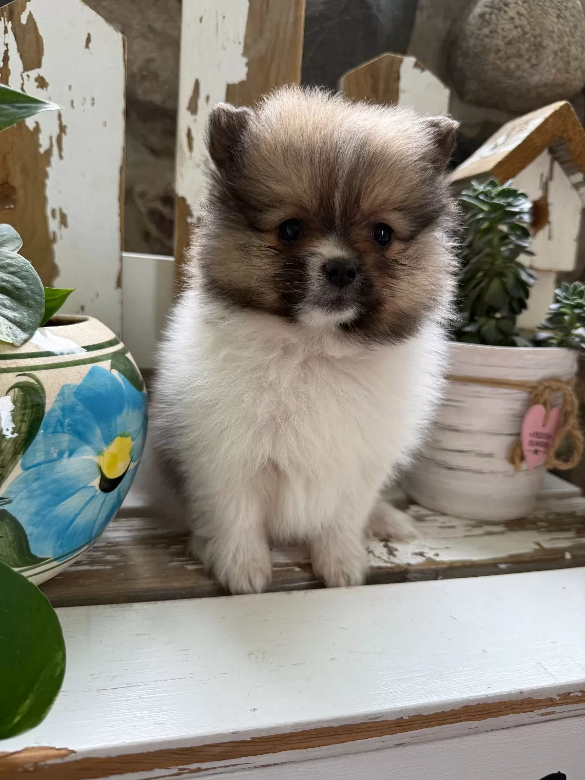 Puppy Name: Cory