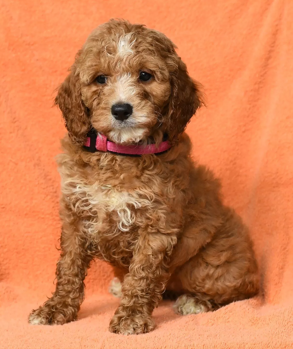 Ginger