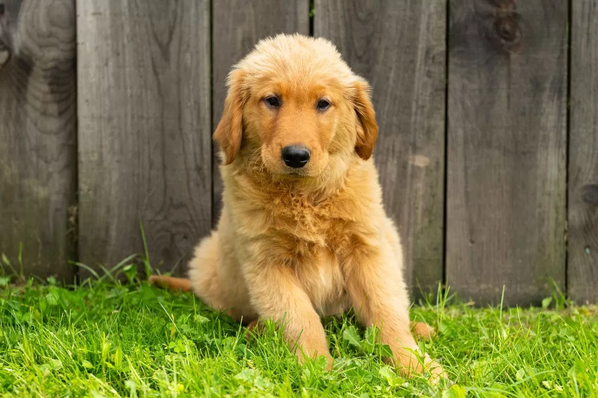 Puppy Name: Henry
