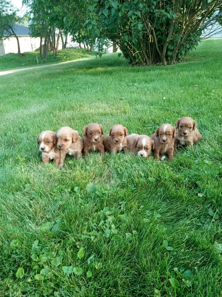 Cavapoos coming soon