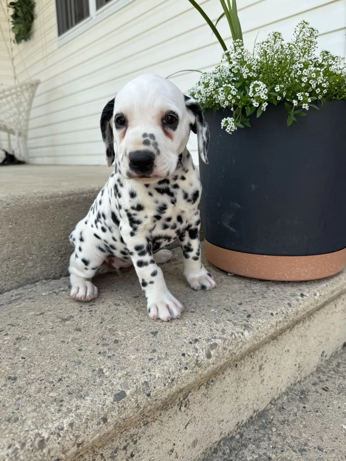 Gracie