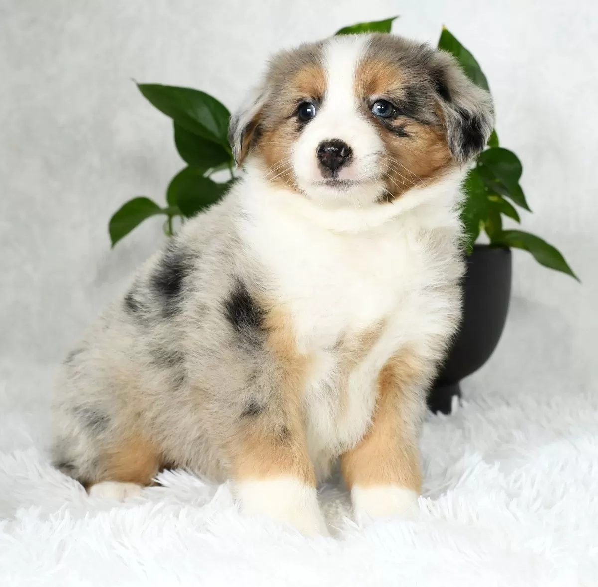 Bailey