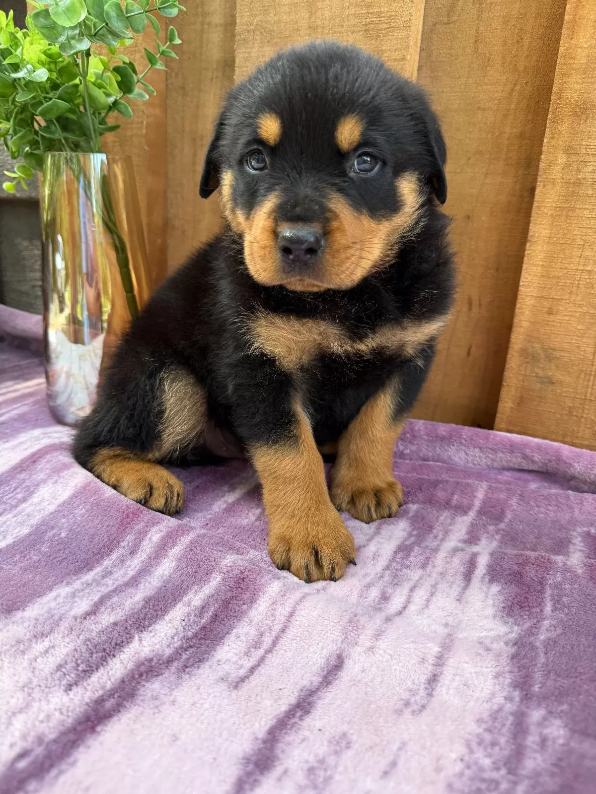 Scout