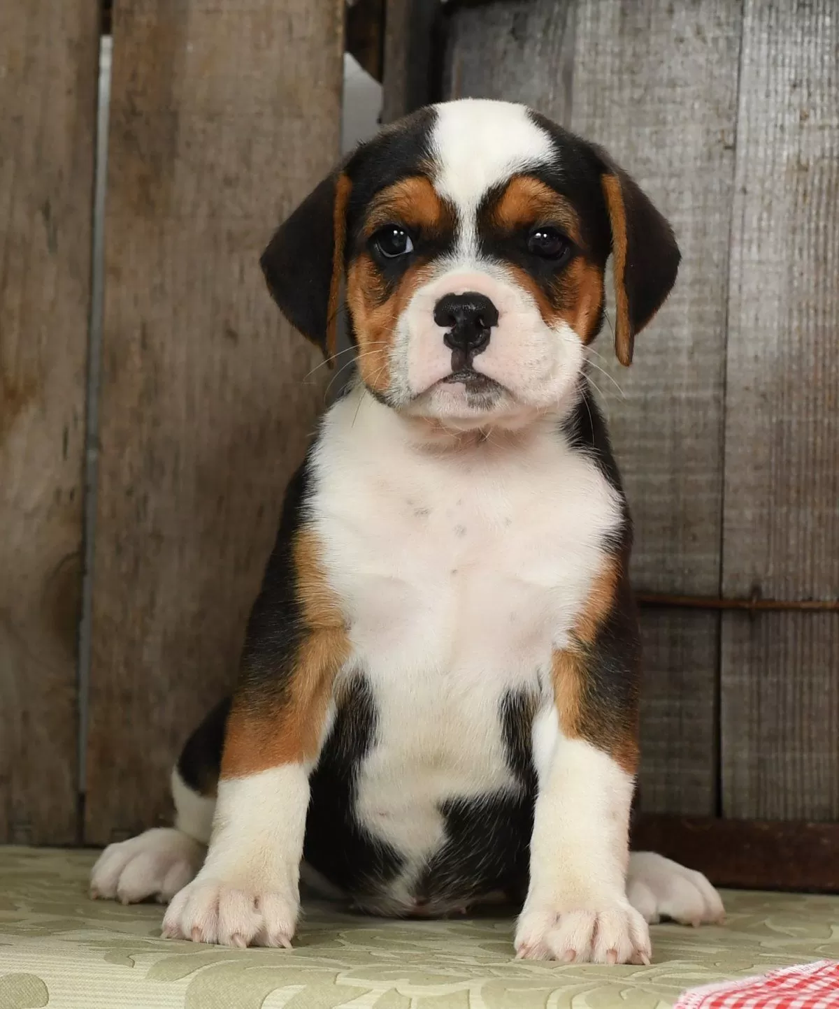 Winnie