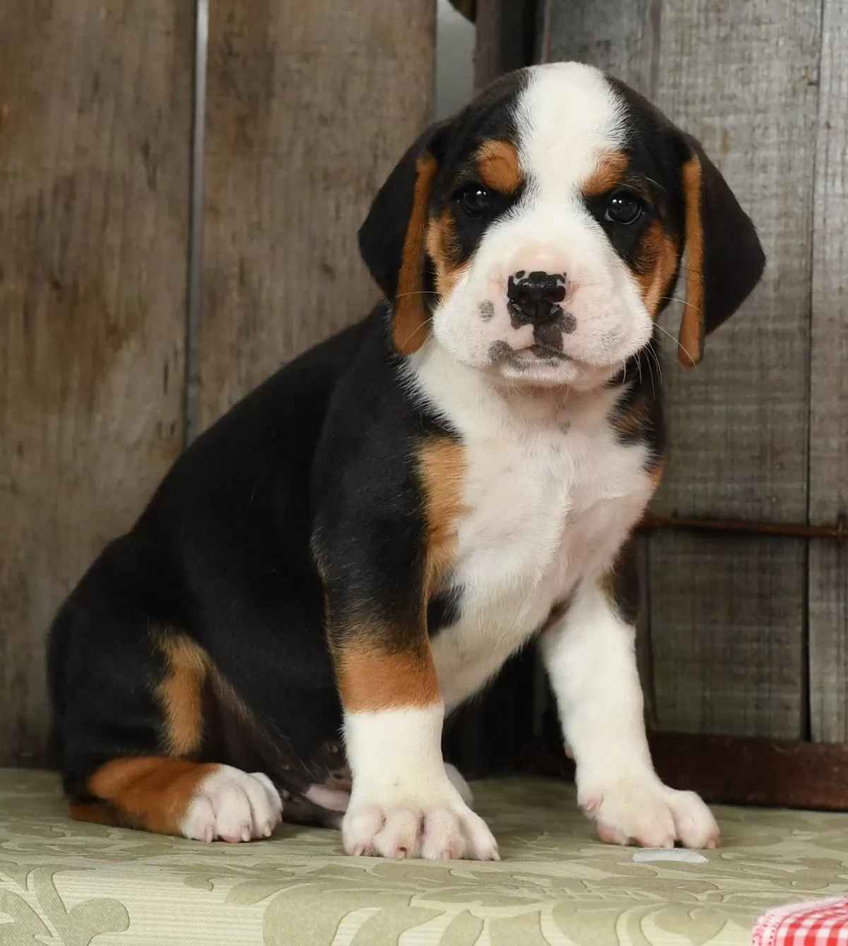 Winston