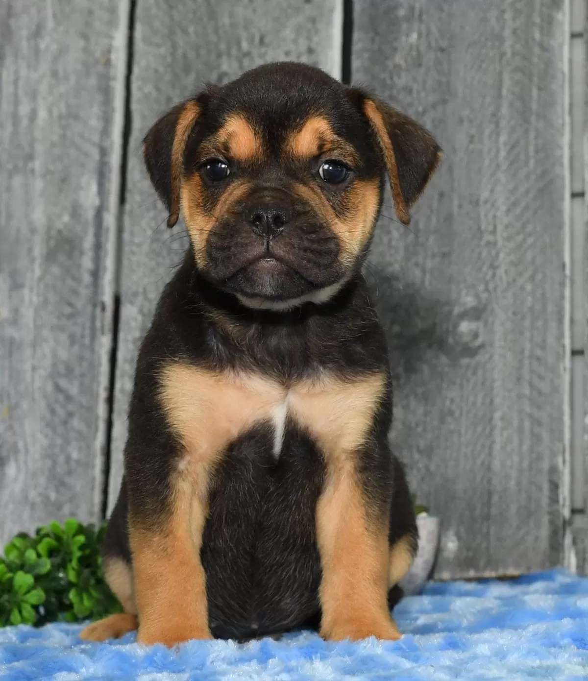 Puppy Name: Kai