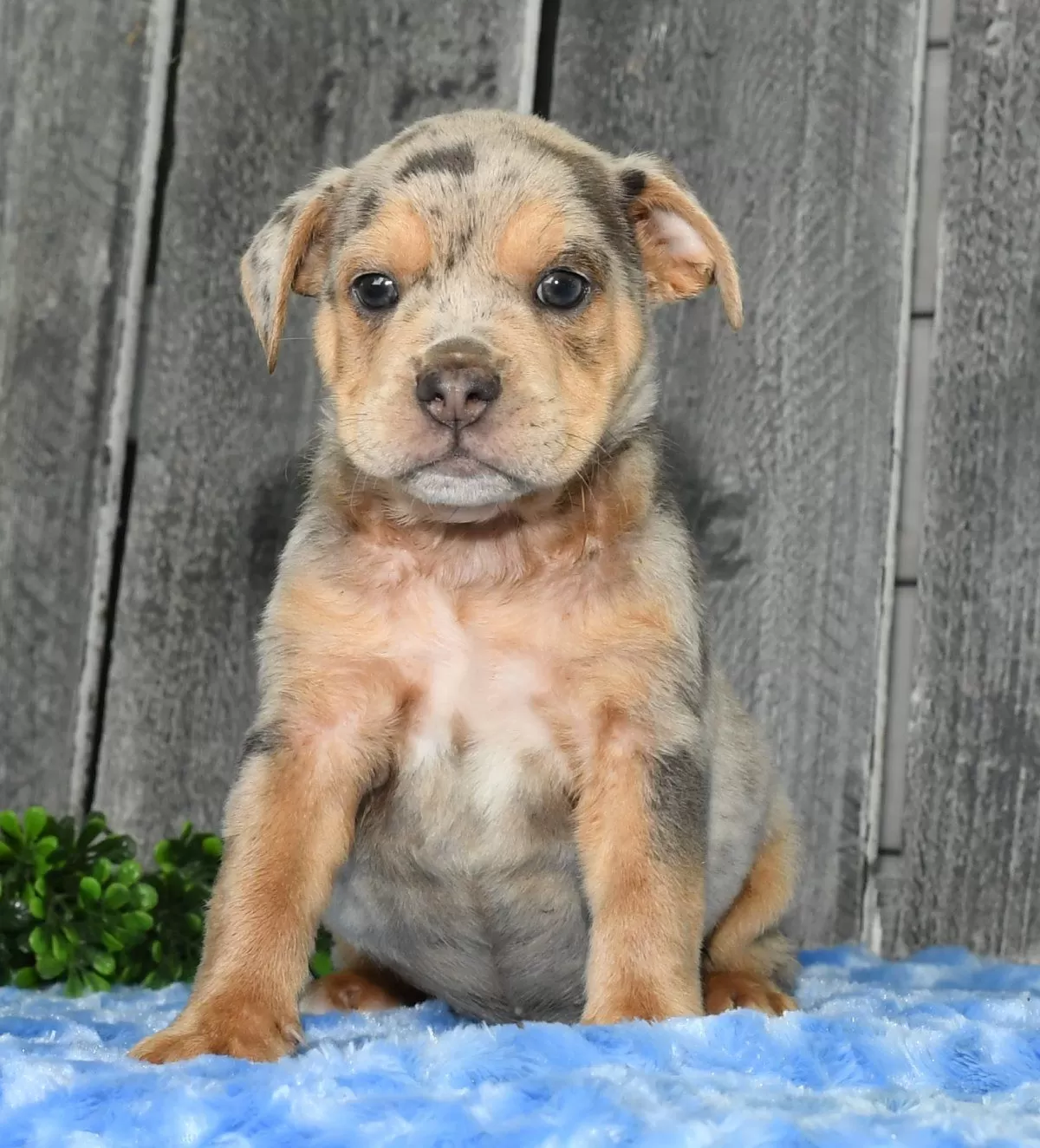 Puppy Name: Keith