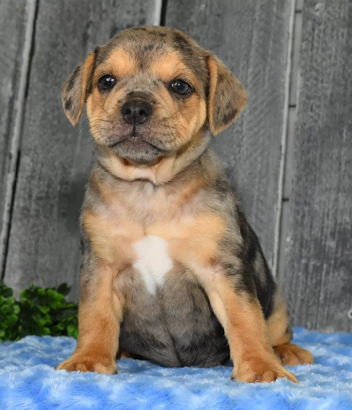 Puppy Name: Kate