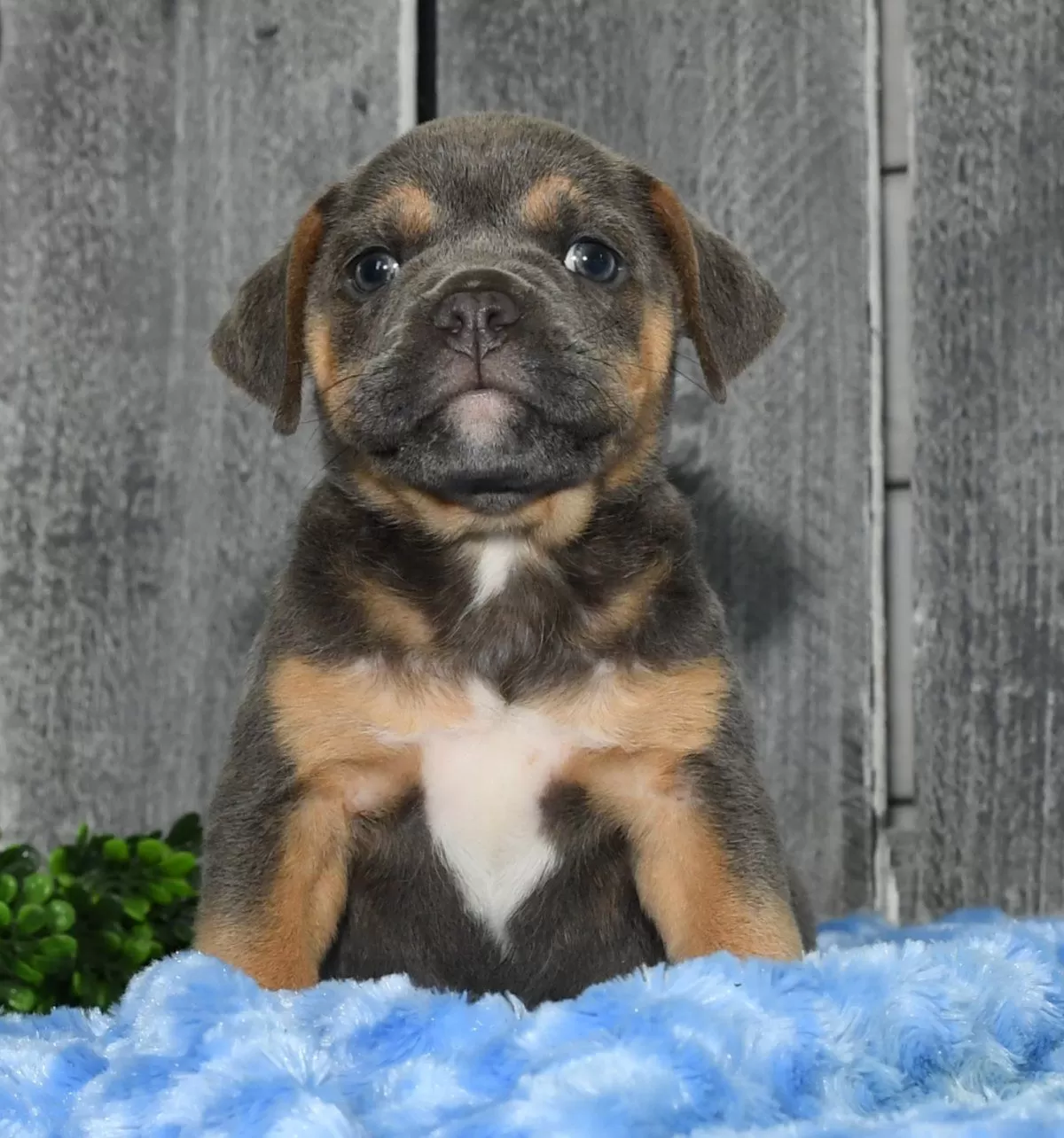 Puppy Name: Kimmy