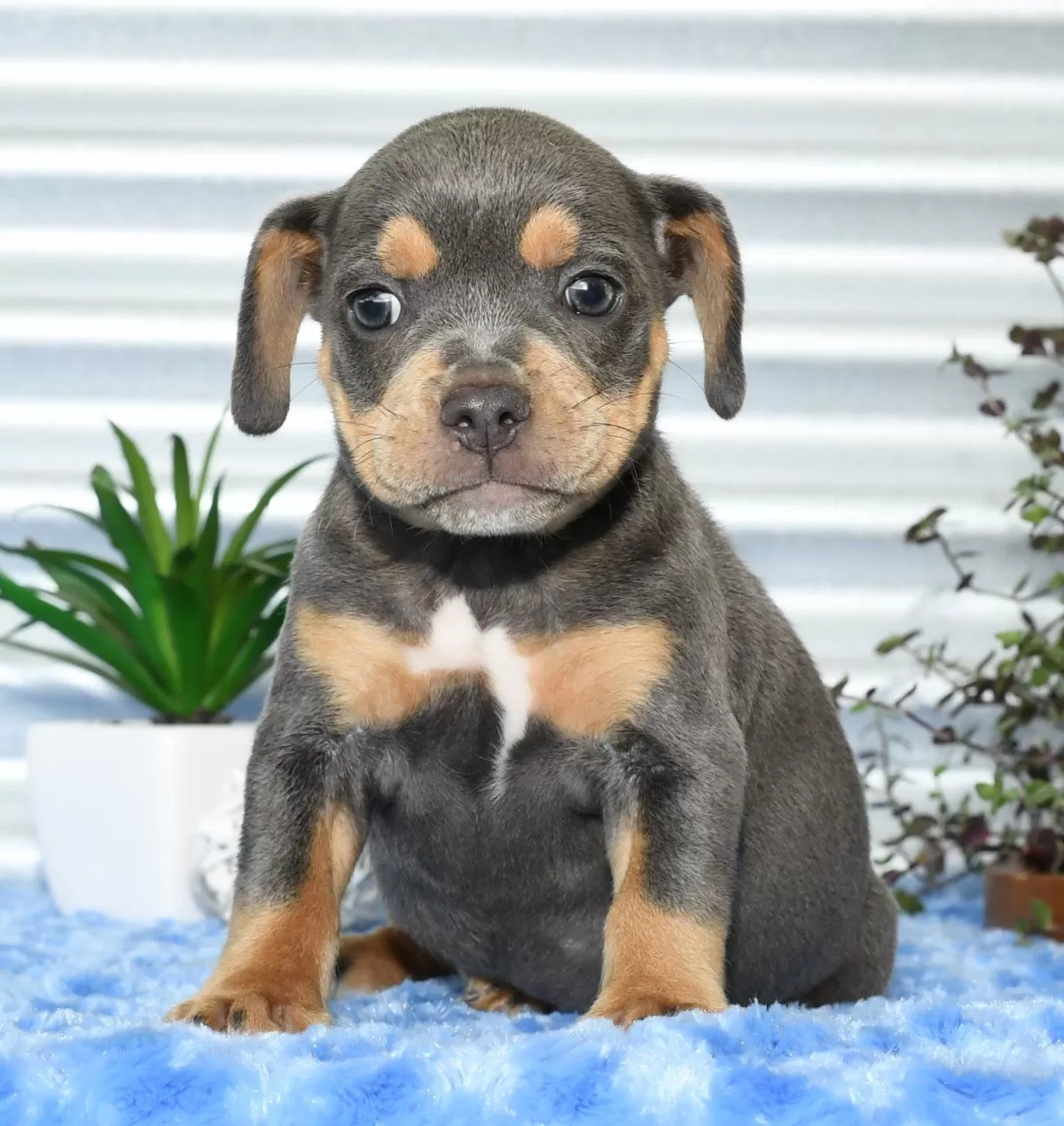 Puppy Name: Kinsley