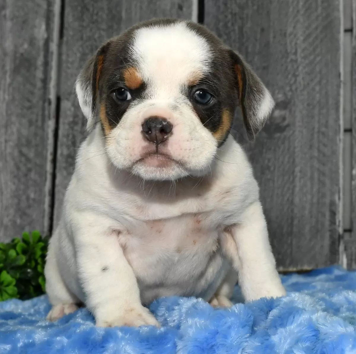 Puppy Name: Violet