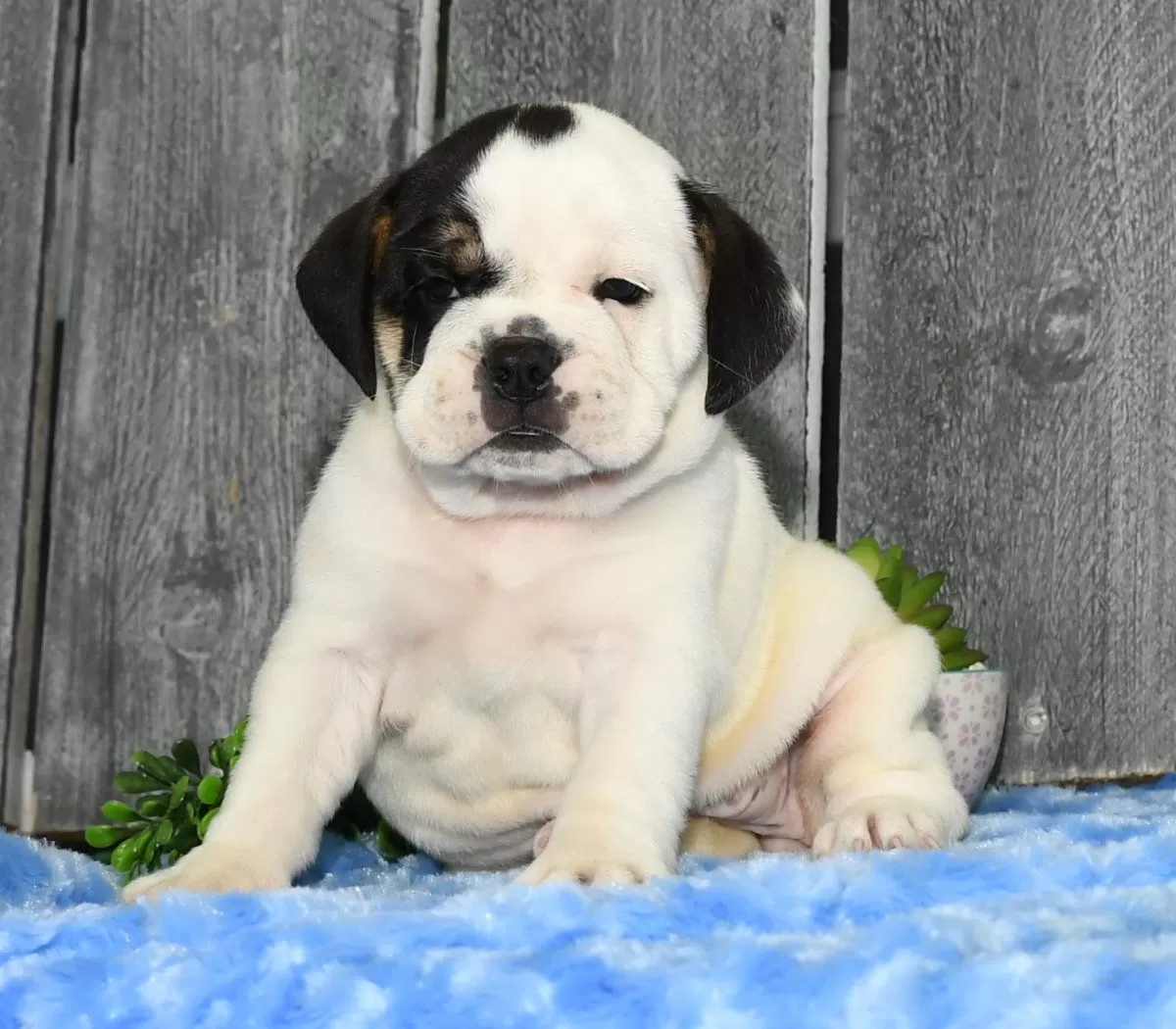 Puppy Name: Iris