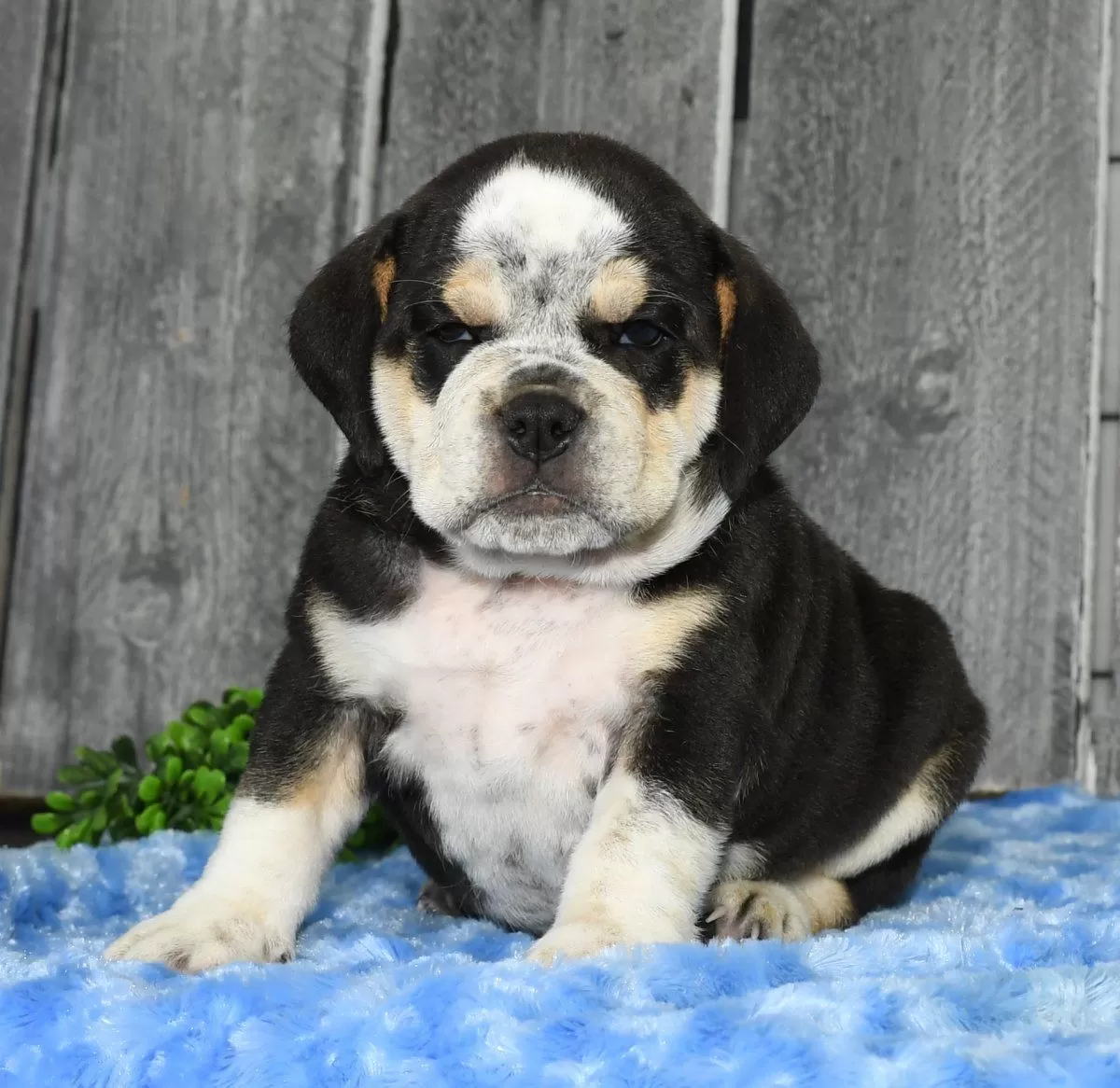 Puppy Name: Ike